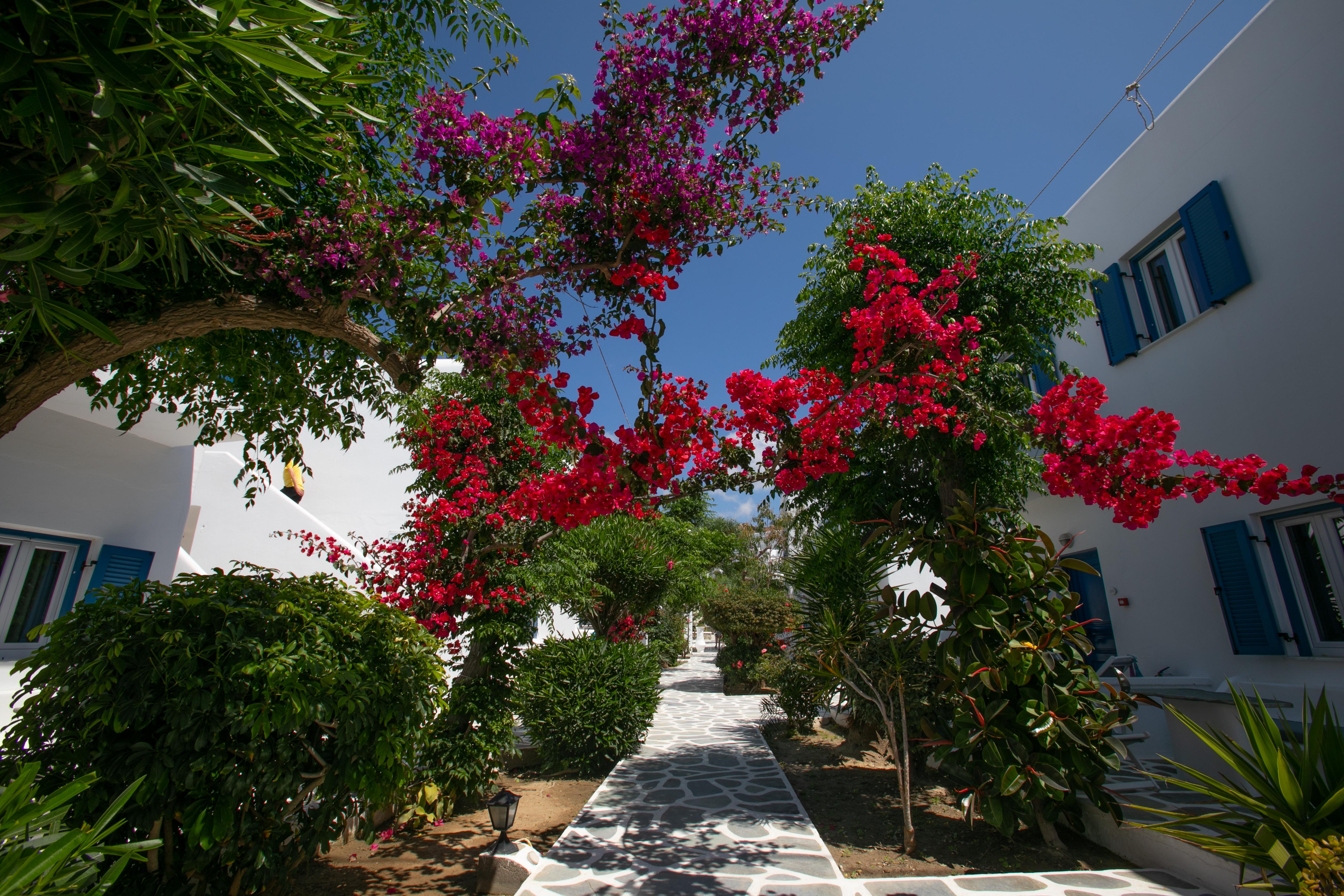 Acrogiali Beachfront Hotel Mykonos Platys Gialos  Exteriör bild