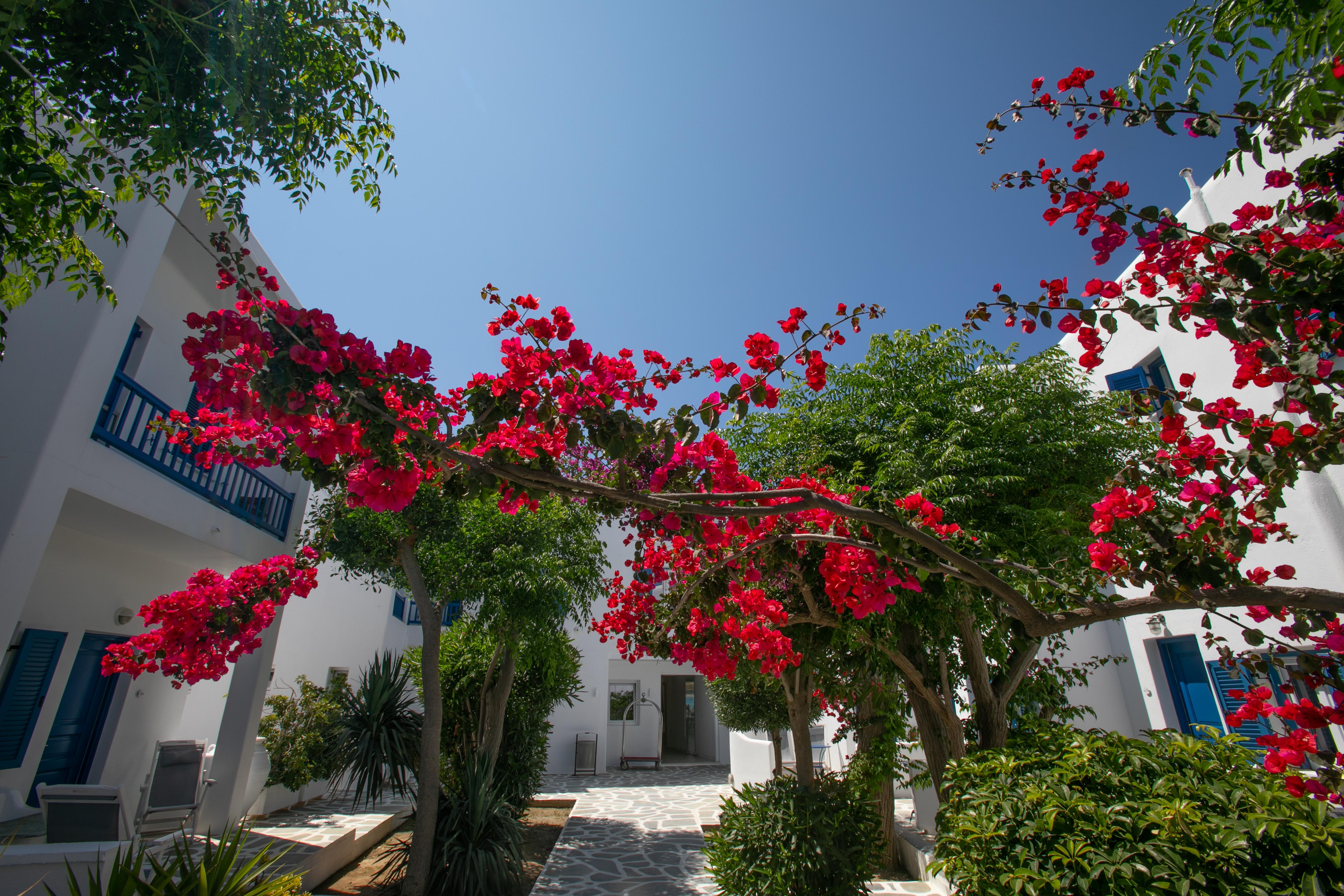 Acrogiali Beachfront Hotel Mykonos Platys Gialos  Exteriör bild